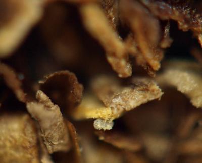 Прикрепленное изображение: kuku_lol.jpg